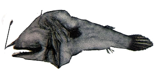 Dolopichthys longicornis_claves.jpg